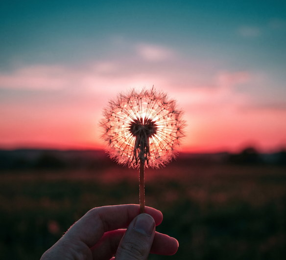Pusteblume vor Sonnenuntergang